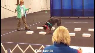 AKC Scent Work Novice Element Searches [upl. by Enieledam465]