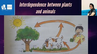 Interdependence between plants and animals plants and animals relationship relate humans plants [upl. by Lyrahs]