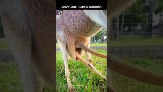 The baby kangaroo went inside its pouch babykangaroo kangaroo shorts short [upl. by Esina]