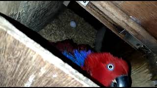 Breeding Eclectus parrot  Maldives [upl. by Adnoryt415]