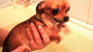 Chiens Détestent Vraiment LHeure Du Bain  Bain Drôle De Chien Compilation Partie 2 [upl. by Ennaj617]