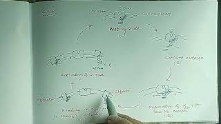 GPCR Adenylate Cyclase  cAMP Pathway [upl. by Hedvah]