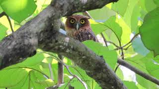 Philippine Eagleowl at daytime [upl. by Areic]