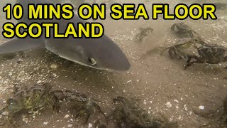 10 Mins of Marine Life in Scotland [upl. by Nerred304]