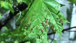 Bladdergall Mite Eriophyidae Damage to Maple Leaf [upl. by Ingaborg5]