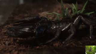 Large Asian Forest Scorpion [upl. by Jolyn]