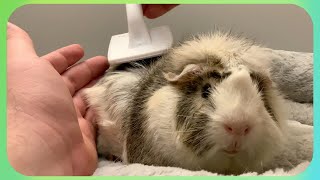 He HATES Being Brushed KONA amp SUBA GUINEA PIGS [upl. by Cordula152]