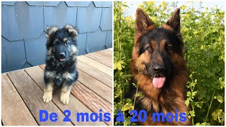 Évolution 2 mois20 mois berger allemand [upl. by Elleniad]