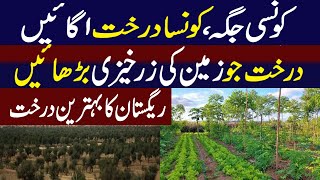 Tree Farming Business in Pakistan  Agroforestry in Pakistan [upl. by Auhsuj]