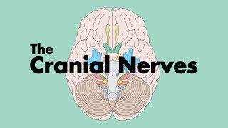 How to Remember the Cranial Nerves Mnemonic  MEDZCOOL [upl. by Nairred847]