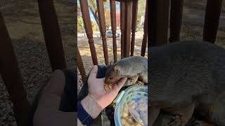 Roamin Reigns the Rural Squirrel LOVES Cashews 🐿️🥜😍shorts squirrel cuteanimals [upl. by Ylim]