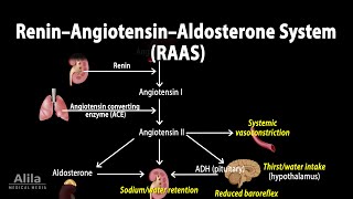 The Renin–Angiotensin–Aldosterone System RAAS Animation [upl. by Peppy707]