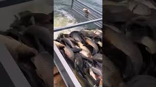 Farming Fish videos Village FisherMan Best unbelievable fishing Ornamental fish farming simulator [upl. by Inaniel567]