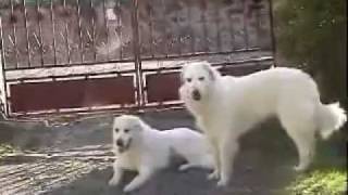 Pyrenean Mountain Dog  Great Pyrenees breed standard [upl. by Albers]