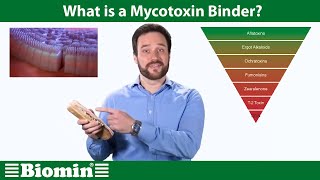 What is a Mycotoxin Binder Your Animal Nutrition Questions Answered [upl. by Tohcnarf]