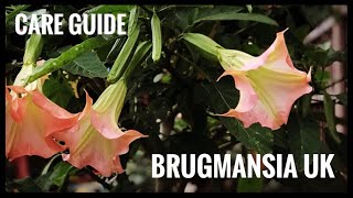 How to care for BRUGMANSIA ANGELES TRUMPETS in UK COLD CLIMATE care cuttings amp feeding [upl. by Rojam]