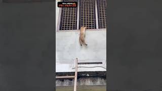 அது எப்படி திமிங்கலம் 🤔🤔🤔🤔 அதான் வாத்தியாரே எனக்கும் தெரியல 🧐🧐🧐🧐 Rescue cat 😺😺😺😺 [upl. by Eirual]