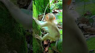 Adorable Julina Baby Monkey Feels Alone monkey cuteanimals cute [upl. by Dressler]