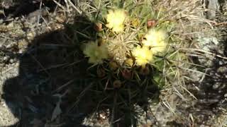 Entre el Matorral Crasicaule y la Selva Baja Caducifolia [upl. by Aurelea]