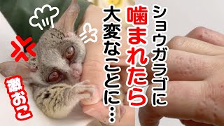 ショウガラゴは飼わない方がいい！？ Pizzatoru the Bushbaby  ショウガラゴのピザトル [upl. by Jonie]