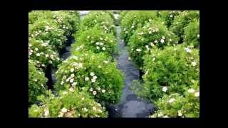 Best Garden Shrubs Potentilla Pink Beauty Bush Cinquefoil [upl. by Rabbaj]