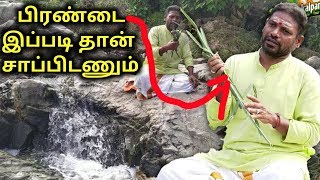 பிரண்டை இப்படித்தான் சாப்பிடனும்தங்கத்தமிழ் முருகன்  KAYAKALLPAM TV [upl. by Nemraciram]