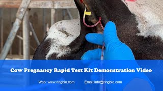 Ringbio Bovine Pregnancy Rapid Test Kit Rapid Visual Blood Pregnancy Test For Cattles [upl. by Enram216]