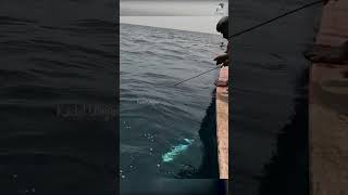 Deep Sea Fishing Videos fish fishing fishingvideo [upl. by Pul526]