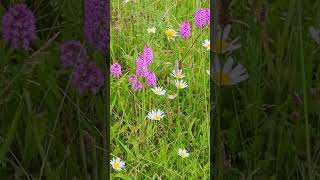 Our Pyramidal orchids have bloomed well this year [upl. by Nimsaj]