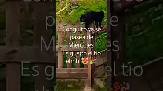 Conguito es nuestro fiel amigo 😸 Amigos pispiteros 😍 [upl. by Basile95]