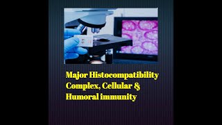 MHC CELLULAR amp HUMORAL IMMUNITY immunology MHC CELLULAR humoral pathologybasics [upl. by Mareah552]