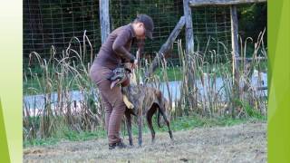 2016 09 29 Tamási  Gimszarvas Trófea Szemle És Szarvasbőgő Élménytúra [upl. by Llenrag404]