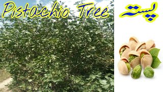 Pistachio Tree  Pistachio Nut Tree Complete information  Pista Tree  Beauty With Gardening [upl. by Yklam]