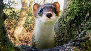 Stoat Adventures in Ash Wood 🐾 Discover Wildlife  Robert E Fuller [upl. by Initof]