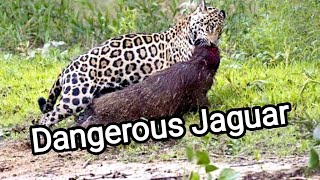 Careless Capybara gets Caught by Jaguar Amazing Big Cats Hunting Attackvlog [upl. by Raffarty299]