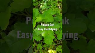 Is Poison Oak Edible No Heres how to avoid it by identifying it poison survival wildedibles [upl. by Verina465]