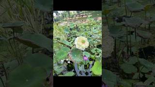 Kanha shantivanam lotus garden kanhashantivanam nurserygarden lotusflower lotusleaf ytshorts [upl. by Inavoy]