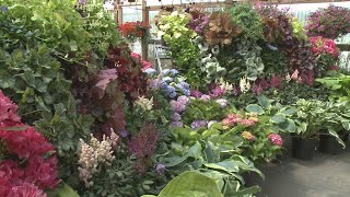 The perfect plants and shrubs for shade  Gardening with Gutner [upl. by Stephannie]