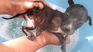 Bathe my puppy to remove lice  How to wash puppy [upl. by Ydnir52]