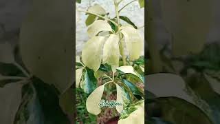 schefflera variegated umbrellaplant plants houseplants  AYKA GREENS [upl. by Hebe]