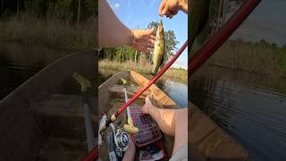 CATCH FISH OUT OF A CANOE ASMR POND FISHING LARGEMOUTH BASS FISHINGfishingshortstrendingviral [upl. by Casey620]