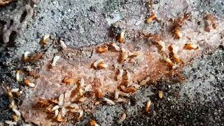 Ants Termites isopods ants termites semut semutkecil youtubevideos isopod [upl. by Grewitz986]