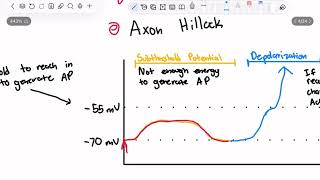 CHAPTER 4 NEUROPHYSIOLOGY [upl. by Klayman]