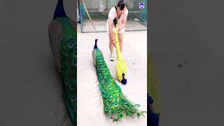 Peacock transport easy peacock shorts bdsports love song bollywood hindisong [upl. by Ewer956]