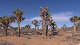 JOSHUA TREE  VINTAGE MODERN RETREAT  360 VR TOUR [upl. by Troth151]