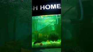 Gold fish 🐟🐟🐠 shorts fish aquariumchannel aquarium aquariuminfo fishtank [upl. by Demetre973]