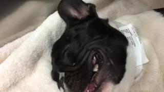 Brachycephalic Extubation [upl. by Evannia636]