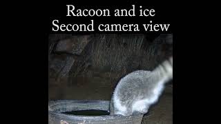 Racoon and Ice with 2 camera views racoon wildlife nature [upl. by Walli526]