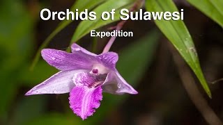 Orchids of Sulawesi Expedition [upl. by Dougherty922]