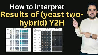 How to interpret figures of Yeast TwoHybrid for Protein Interactions [upl. by Hall]